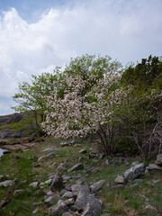 Blooming tree on a shore in Sweden