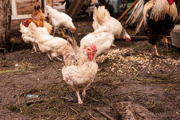 Multi-colored chickens and rooster eat wheat. Poultry farm in the countryside. Chickens in a chicken coop in the village.