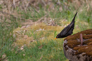 Black bird in progress of jumping from the lid of a well