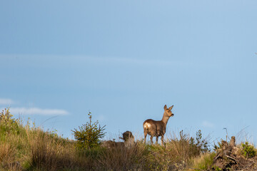 Deer standing on a grass hill 