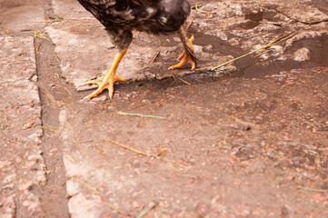 Feathers on the legs of a chicken. Claws of a chicken.