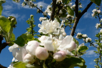 apple tree blossom