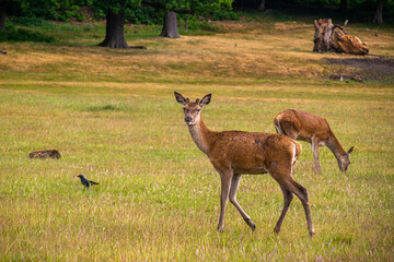 Photo of a beautiful, big and wild deer standing relax in the nature in a forest in Richmond Park, London