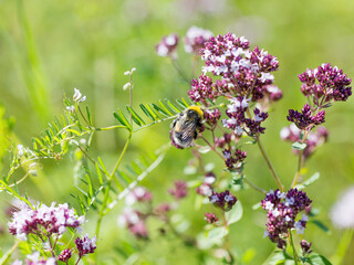 Beautiful bright flower mint. Bees pollinate the flowers, collect nectar and pollen from flowers. Selective focus, the space in the area blur composition for the production of advertising.