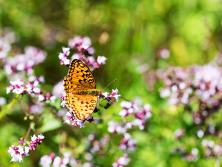 Beautiful butterfly on flowers mint. Selective focus, the space in the area blur composition for the production of advertising.
