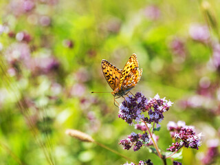 Beautiful butterfly on flowers mint. Selective focus, the space in the area blur composition for the production of advertising.