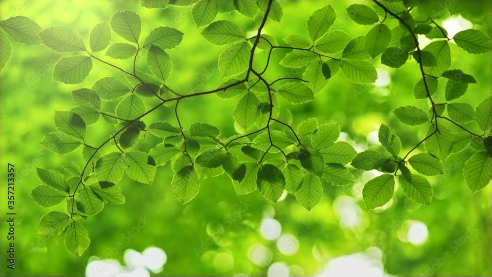 Poster fresh green leaves on a tree. rich green leaves of beech tree waving in the wind. beautiful out of f