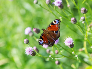 Beautiful butterfly on flowers. Selective focus, the space in the area blur composition for the production of advertising.