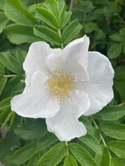 white rose flower