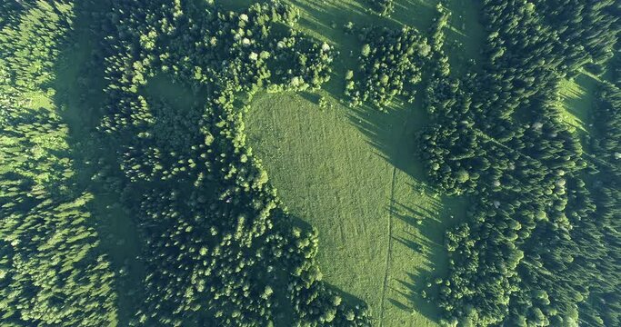 Aerial top: forest & meadow. contrast and curly borders of Alpine meadows in a mountain forest, panorama in motion. 4K high quality footage for film production and advertising