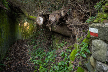 Ripafratta, Pisa - Tuscany, Italy