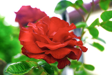 red rose on white background