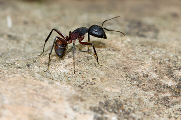 Ant gathering food for the winter