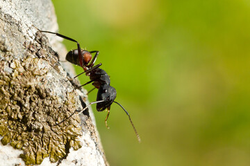  Hormiga (Messor barbarus), sobre la roca con fondo verde en el Parque Nacional de Monfragüe, Cáceres (España).