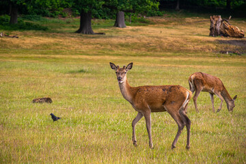 Photo of a beautiful, big and wild deer standing relax in the nature in a forest in Richmond Park, London