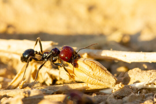 Hormiga granera  (Messor barbarus),  transportando granos de trigo sobre fondo amarillo.