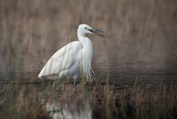 Little Egret - Egretta garzetta, beautiful white little egret from Euroasian fresh waters, Pag island, Croatia.