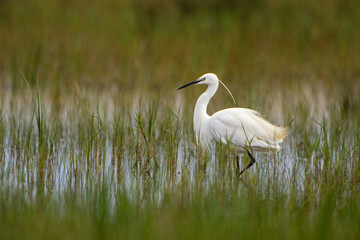 Little Egret - Egretta garzetta, beautiful white little egret from Euroasian fresh waters, Pag island, Croatia.