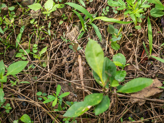 The frog is hiding,frog under blade of grass