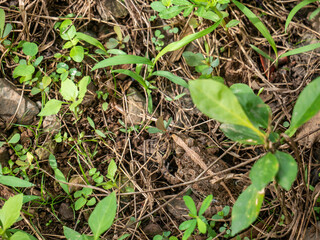 The frog is hiding,frog under blade of grass