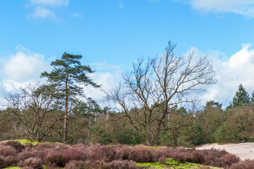 Silhouette of oak trees in a landscape at Soesterduinen near Amersfoort, Netherlands
