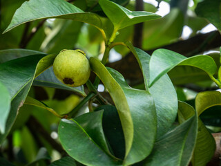 Raw mangosteen on mangosteen tree
