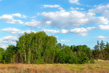 Beautiful scenic natural birch grove forest against clear blue sky landscape outdoors. Wild woodland nature background