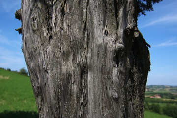 Cipresso in collina si staglia sull’azzurro intenso del cielo in una giornata d’estate,...