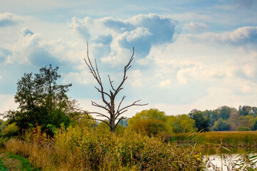 Dry tree on the shore river among dense thickets, picturesque sky over the river