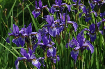 Iris, bunch of beautiful violet flowers. Garden