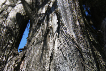 Cipresso in collina si staglia sull’azzurro intenso del cielo in una giornata d’estate, dettagli del tronco