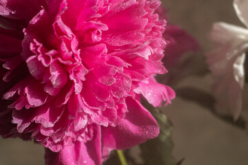 The peony bud with dew drops. Pink flower with water drops