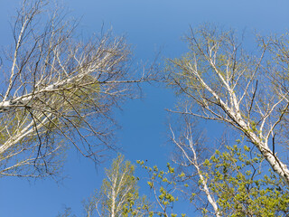 A bottom view lying on the ground up on the tops of blossoming buds of trees in the leaves on the branches of birches on a summer day in the forest. New life and perspectives.