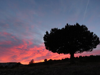 Silueta de árbol al atardecer