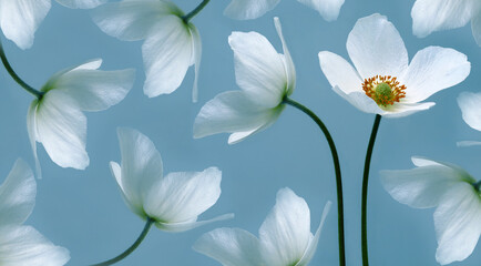 White beautiful primrose. Flowers on a green stem. Studio shot. Nature.