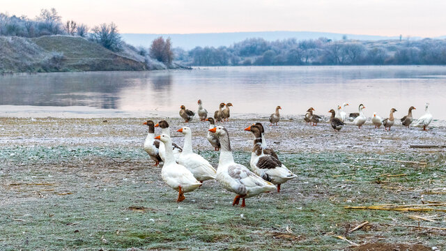 A Flock Of Geese On The River Bank In Frosty Weather. Breeding Geese