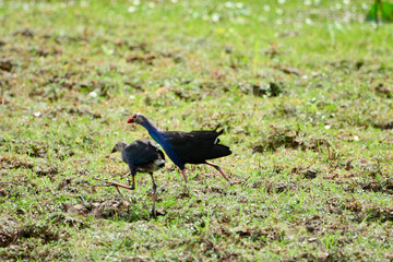 Purple Swamphen on the grass