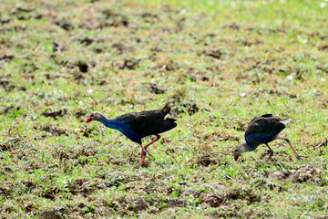 Purple Swamphen on the grass