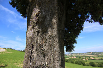 Cipresso in collina si staglia sull’azzurro intenso del cielo in una giornata d’estate, dettagli del tronco