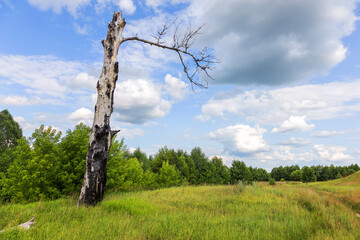 Fototapeta premium Authentic summer landscape lonely dry charred tree against lush green grass and blue cloudy sky