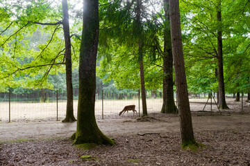 Young deer grazing inside enclosure. View through the fence in an outdoor park with green trees, Tours, France. Contact with wildlife animals and nature.