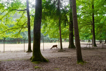 Fototapeta premium Young deer grazing inside enclosure. View through the fence in an outdoor park with green trees, Tours, France. Contact with wildlife animals and nature.