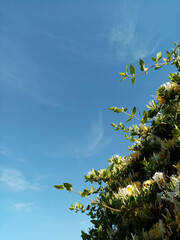 background blue summer sky and thickets of honeysuckle flowers