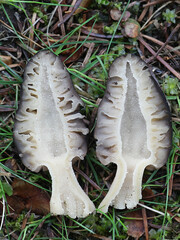 Morchella elata, the Black Morel, split open to show inner structure,