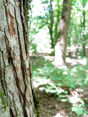background part of an old tree, bark texture closeup. Summer coniferous forest