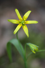 Gagea lutea, known as the Yellow Star of Bethlehem, wild flower from Finland