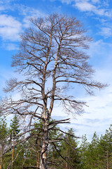 The charred trunks of trees without crowns after a forest fire, selective focus. Ecological...
