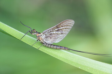 Ephemera vulgata, a species of mayfly in the genus Ephemera, also commonly called as Canadian soldier, shadfly or fishfly