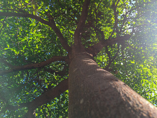 Green nature and green leaves