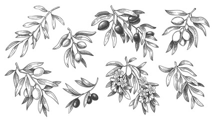 Engraved olive branch. Sketch branches with leaves and blossoms, hand drawn olives design element. Agricultural ripe plant or fruit isolated on white background vector illustration set.
